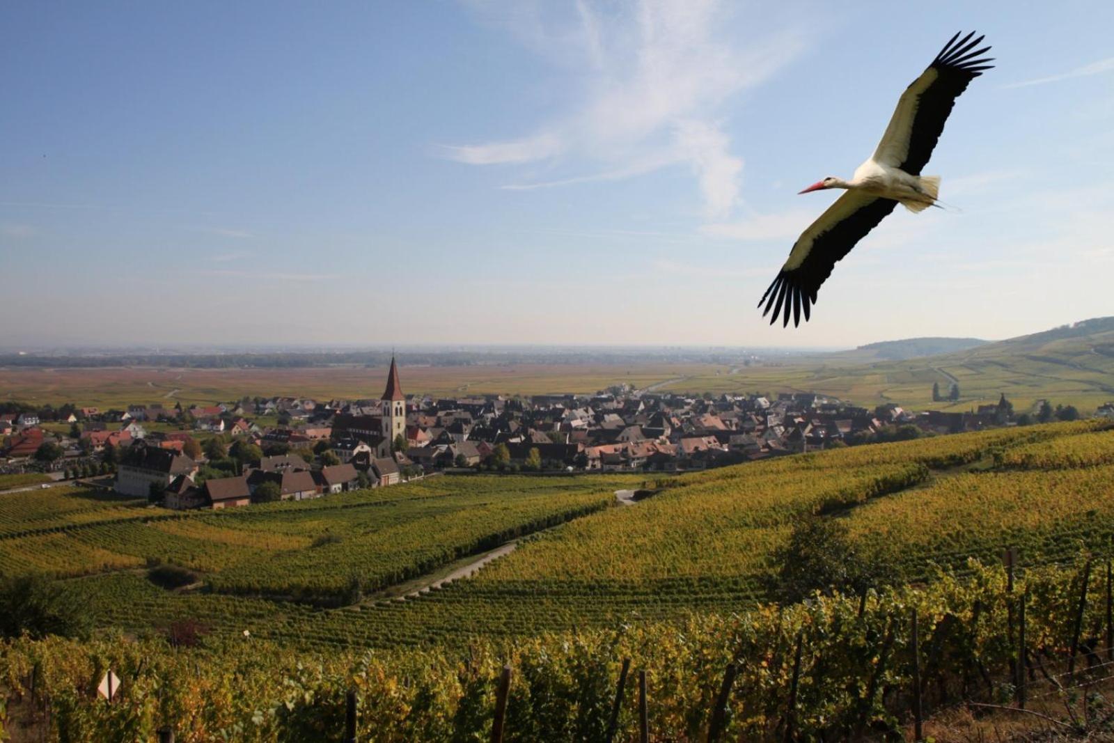 Les Chambres Du Vignoble Ammerschwihr Exterior foto